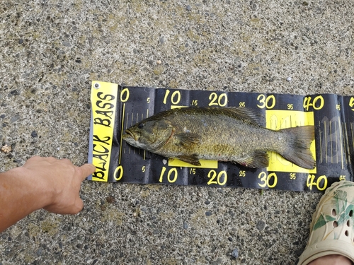 スモールマウスバスの釣果