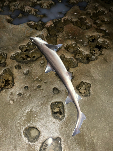 サメの釣果