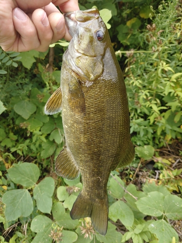 スモールマウスバスの釣果