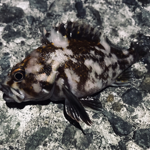 ムラソイの釣果