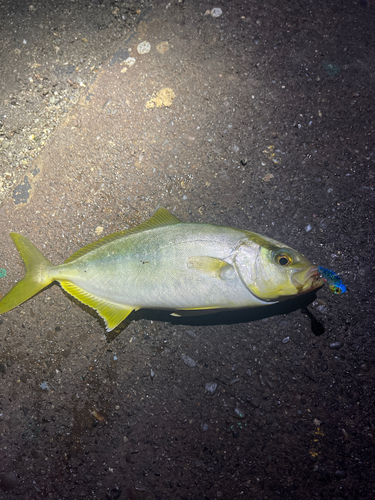 ショゴの釣果