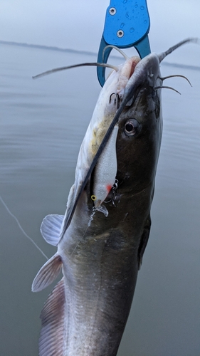 アメリカナマズの釣果