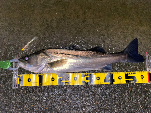 シーバスの釣果