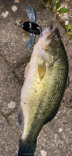 ブラックバスの釣果