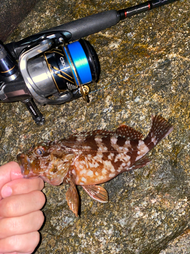 カサゴの釣果