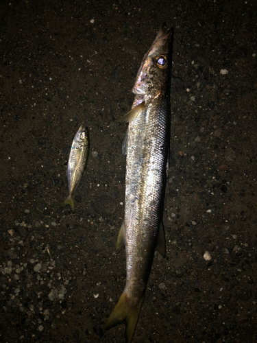 カマスの釣果