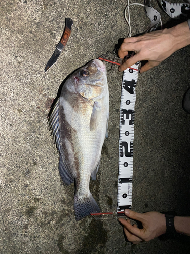 コショウダイの釣果