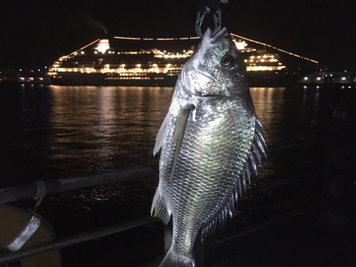 キビレの釣果