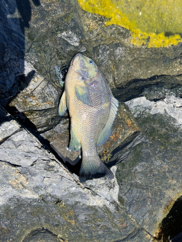 オキナメジナの釣果