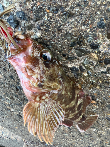 カサゴの釣果