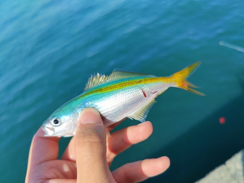 タカベの釣果