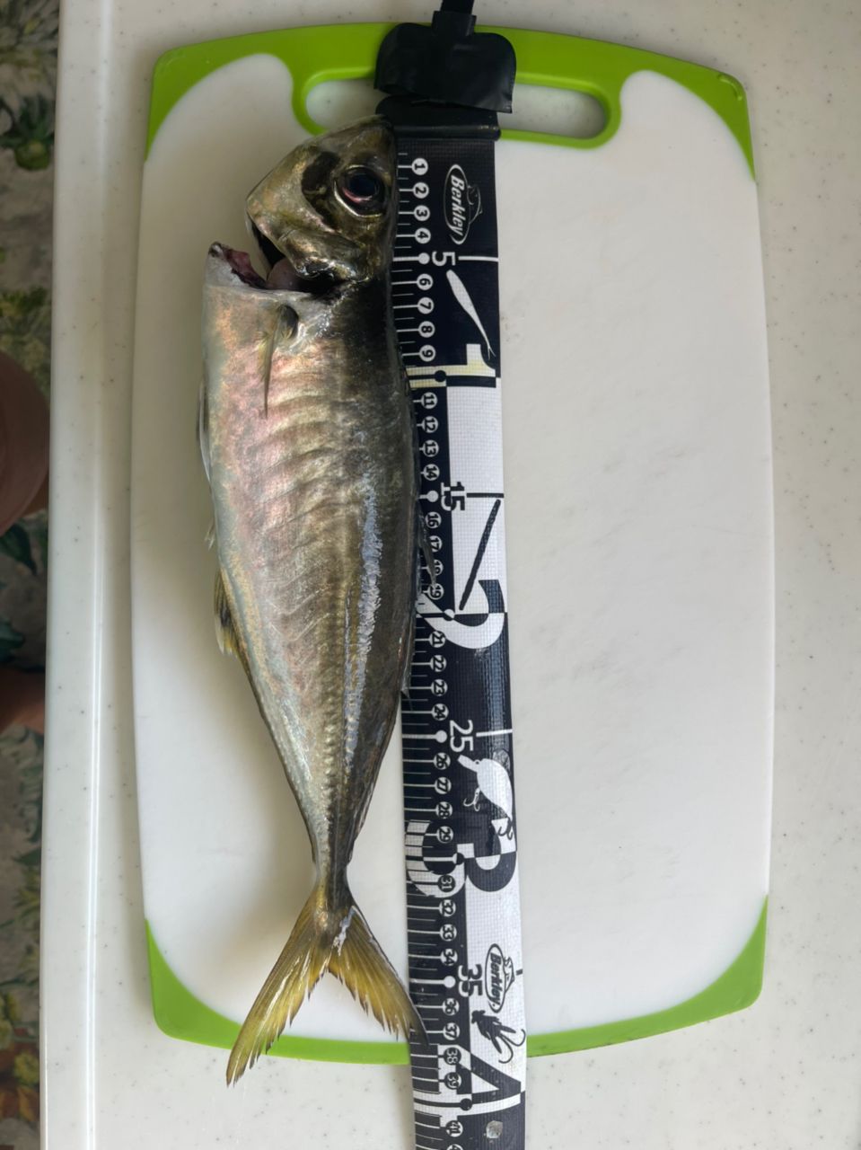 タチウオ