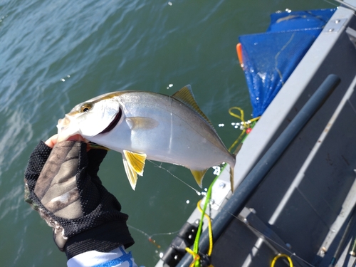 ショゴの釣果