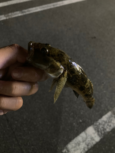 ウロハゼの釣果