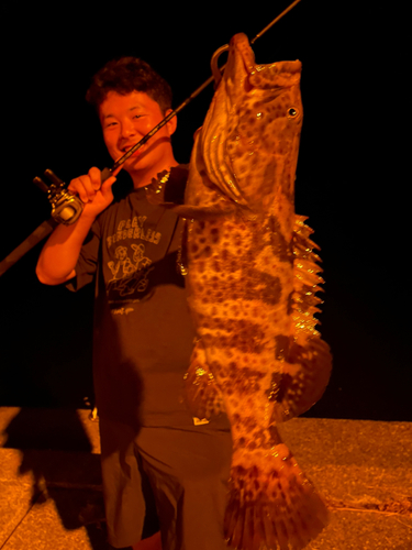 チャイロマルハタの釣果