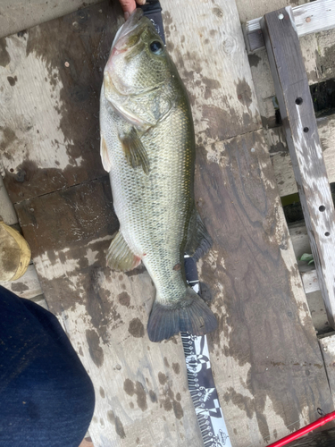 ブラックバスの釣果