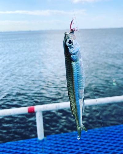 トウゴロウイワシの釣果