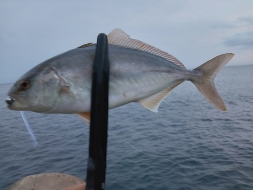 シオの釣果