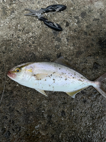 ネリゴの釣果