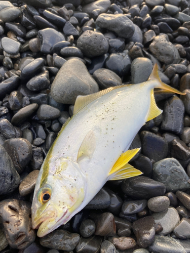 ショゴの釣果