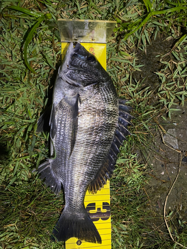 クロダイの釣果