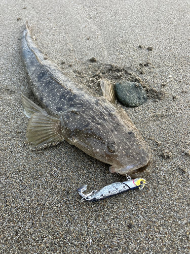 マゴチの釣果