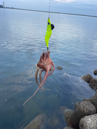 タコの釣果