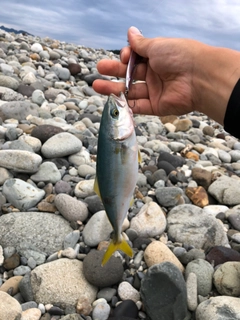 ワカシの釣果