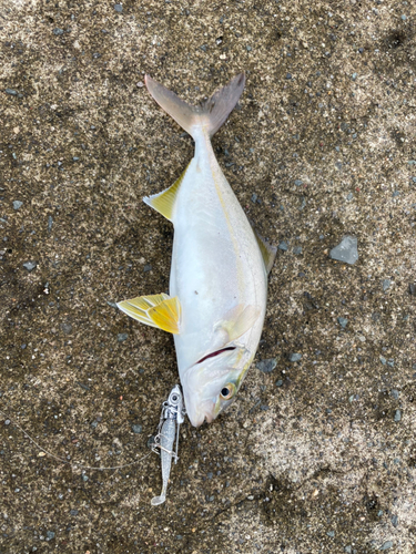 ショゴの釣果