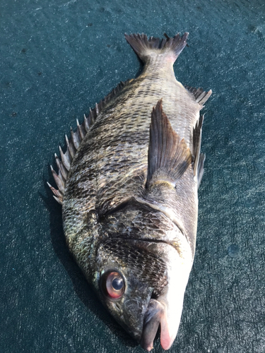 クロダイの釣果