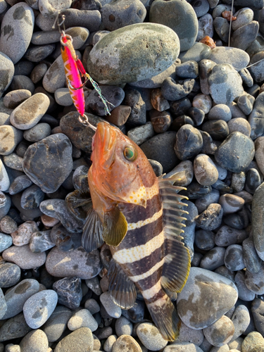 アオハタの釣果