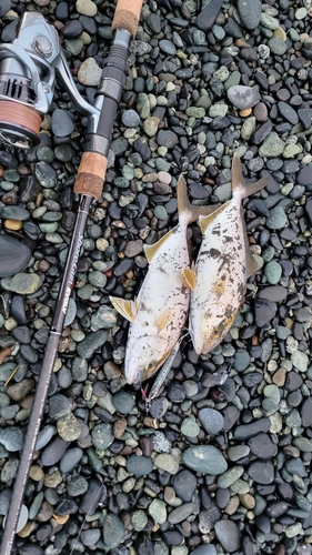 ショゴの釣果