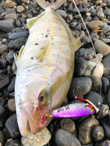 ショゴの釣果