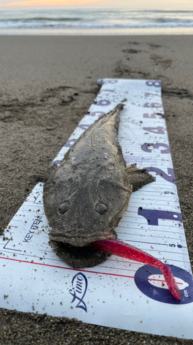 マゴチの釣果