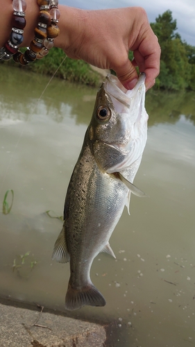 スズキの釣果