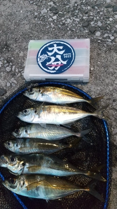 アジの釣果