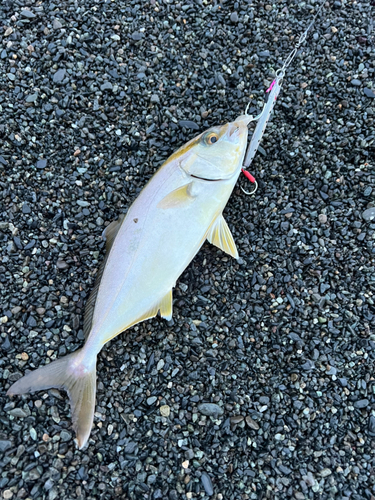 ショゴの釣果