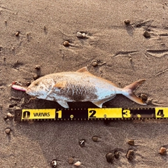 ショゴの釣果