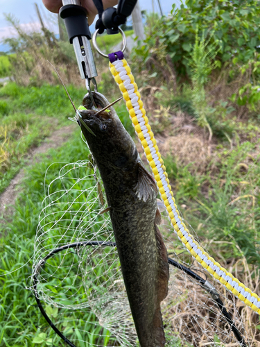 ナマズの釣果