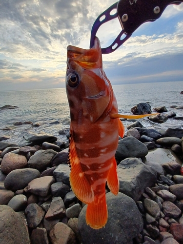 アカハタの釣果