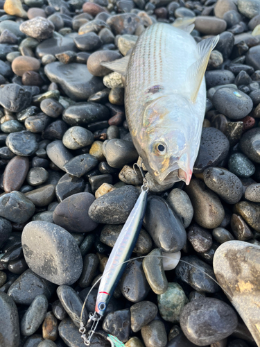 コノシロの釣果