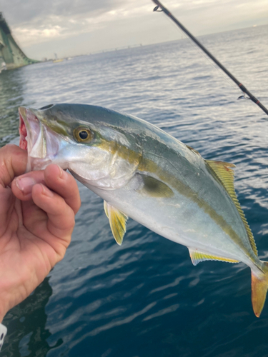 ツバスの釣果