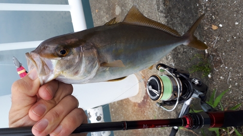 ショゴの釣果