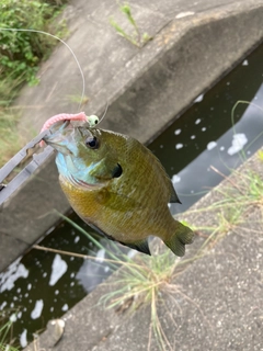 ブルーギルの釣果