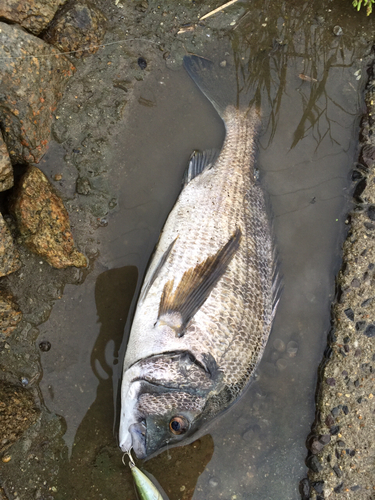 チヌの釣果