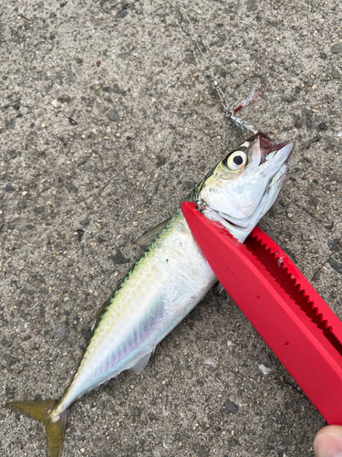 サバの釣果