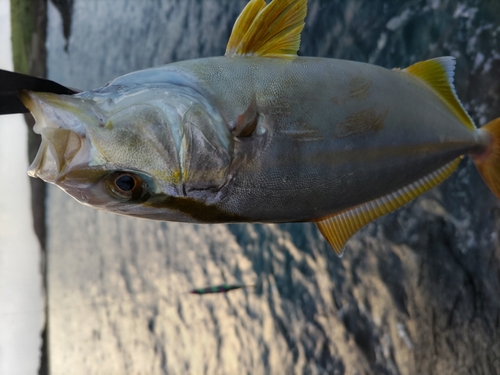 ネリゴの釣果