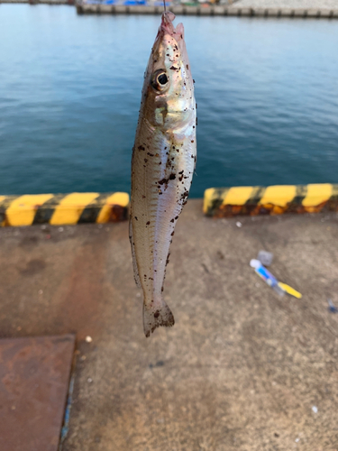 キスの釣果