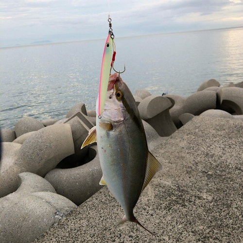 ネリゴの釣果