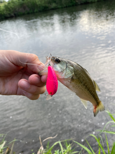 ラージマウスバスの釣果